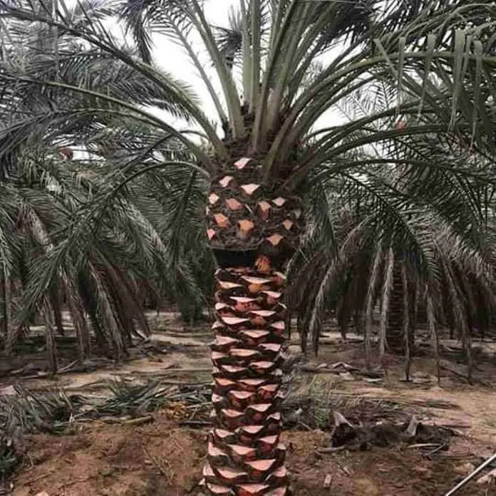 توريد وزراعة نخيل (11)