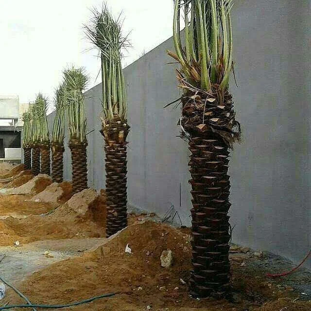 توريد وزراعة نخيل (12)