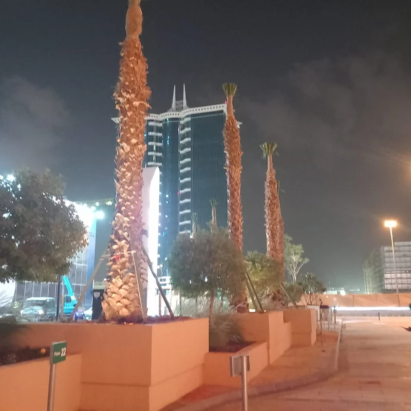توريد وزراعة نخيل (13)