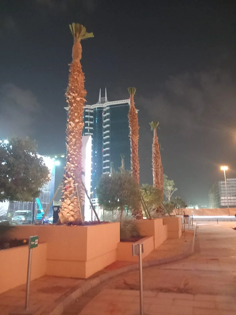 نخيل واشنطني لتنسيق المداخل والحدائق