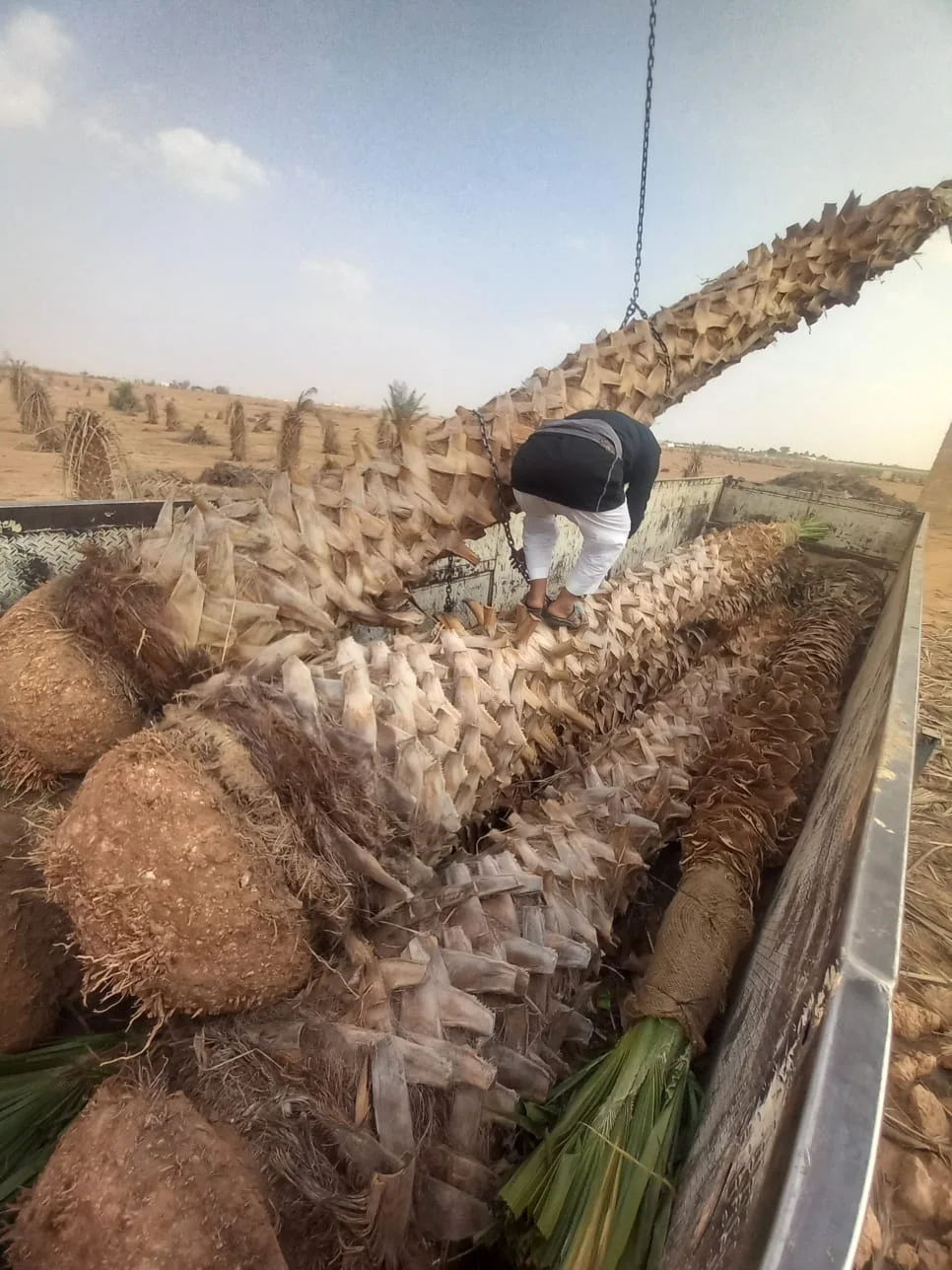 نخل واشنطونيا للمشاريع والميادين والمساحات المفتوحة