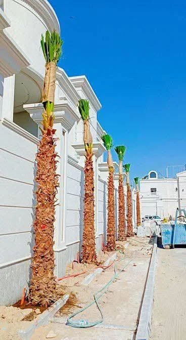 توريد وزراعة نخيل بأحجام وأنواع متنوعة