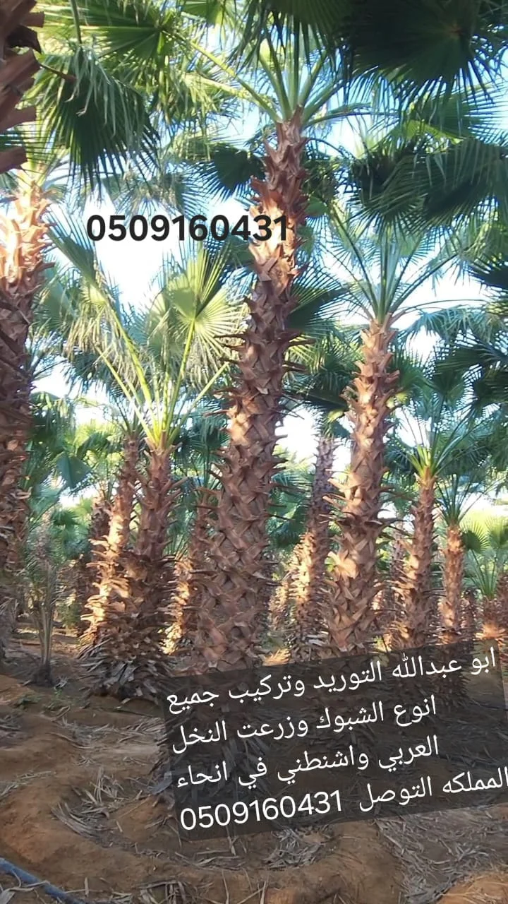 توريد نخيل للحدائق والمشاريع التجارية
