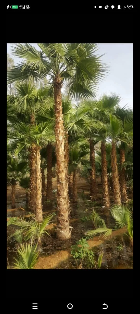 زراعة النخيل وتنسيق المساحات الخضراء للمشاريع