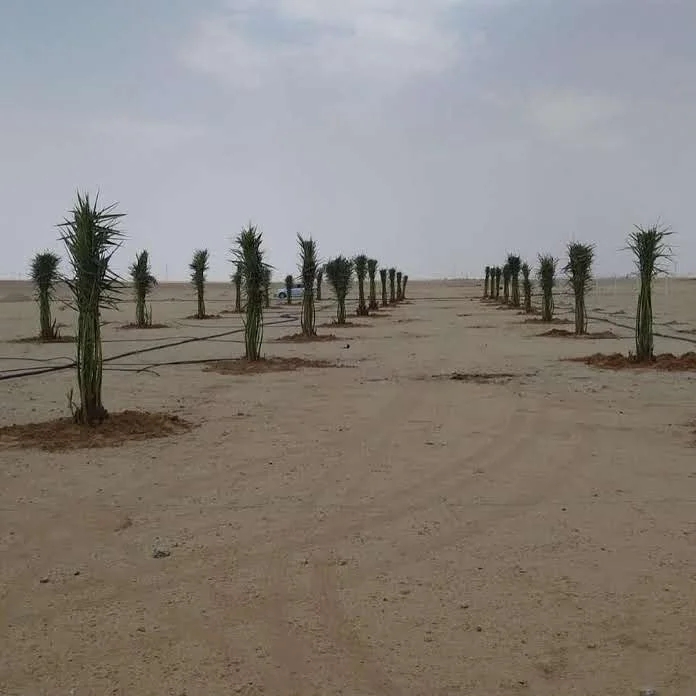 نخل مثمر مناسب للمزارع والمشاريع الزراعية
