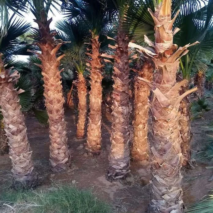 نخيل واشنطني لتنسيق المداخل والحدائق