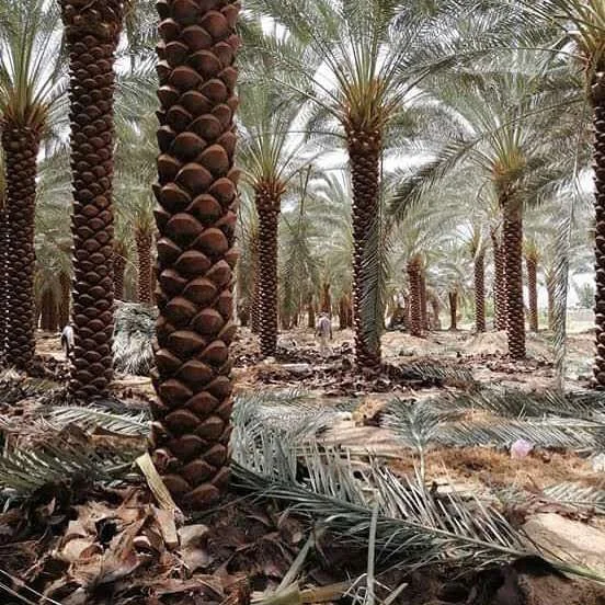 نخل واشنطونيا للمشاريع والميادين والمساحات المفتوحة