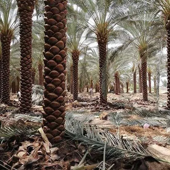 نخيل زينة — توريد أفضل الأنواع في السعودية
