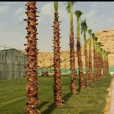 نخل زينه للحدائق والمداخل والمشاريع الجمالية