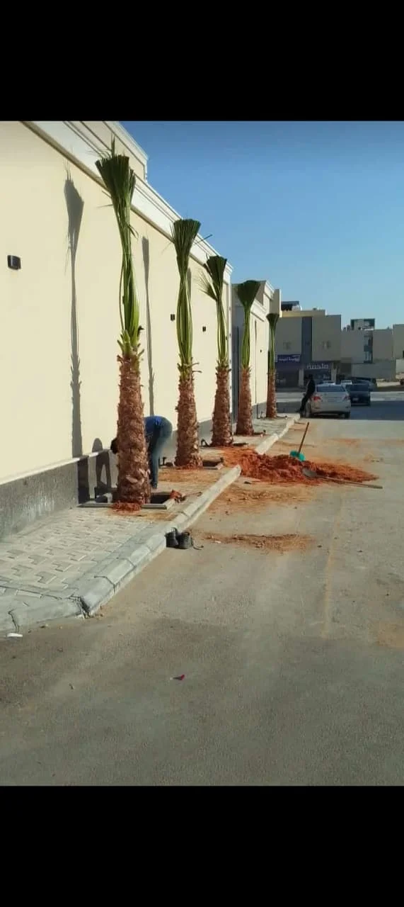 نخيل واشنطوني نخيل واشنطوني طويل لتنسيق المداخل والشوارع